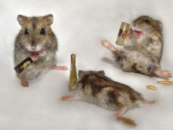 Drunk Animals Seen On www.coolpicturegallery.us