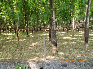 "Rubber Plantation" en-route  to Kolial  town.