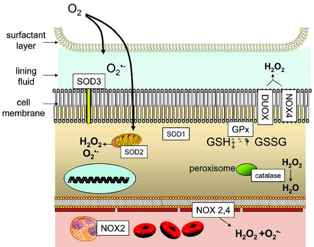 reactive oxygen species