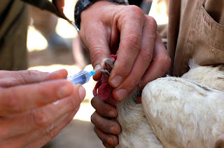 Ternak Ayam Modal 1 Juta Rupiah