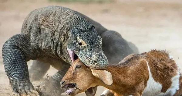 Rồng Komodo - Loài Thằn Lằn Lớn Nhất Còn Tồn Tại