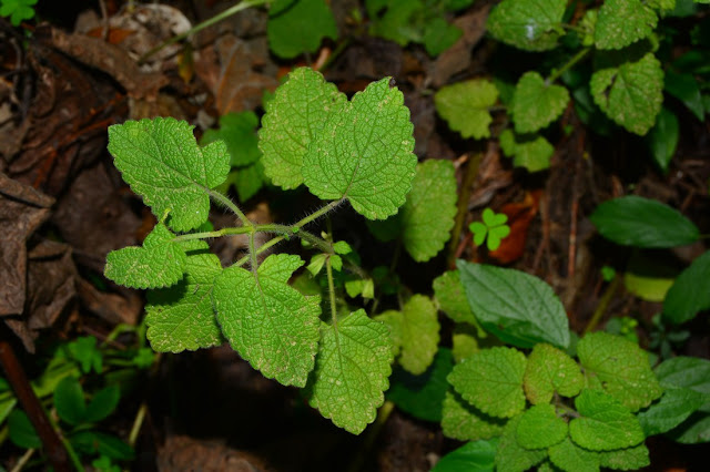 Melissa officinalis