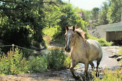 Mountain Creek Riding Stables in the Pocono Mountains Pennsylvania