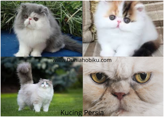 Jenis u2013 jenis kucing Paling Populer di dunia - DUNIAHOBIKU