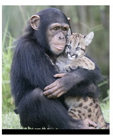 Puma and chimpanzee make a baby and nanny relations