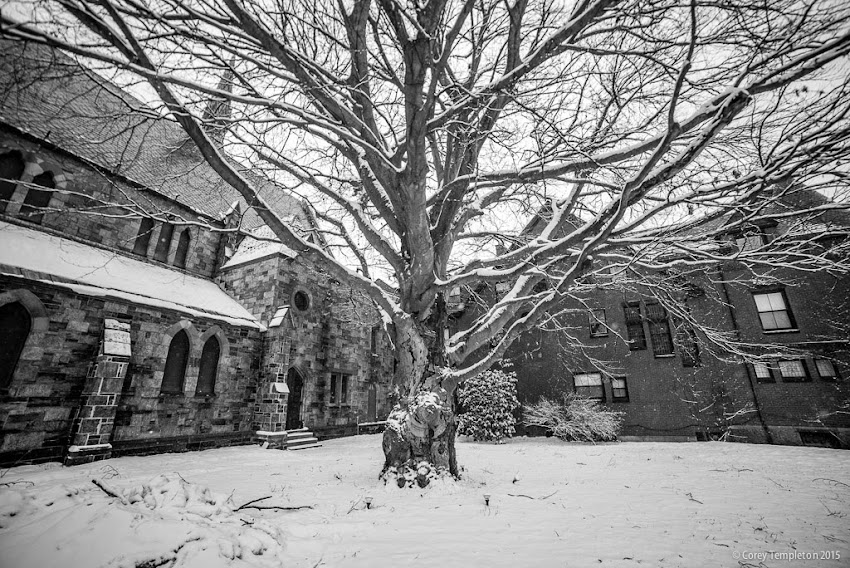 Portland, Maine State Street Copper Beech Tree at St. Luke's Cathedral Winter Janaury 2015 photo by Corey Templeton