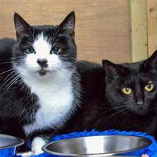 Bobbit and Trixie are seeking a home together