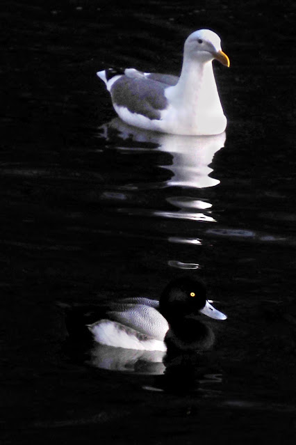 Lake Merritt, Oakland, California, Bird, birder, birdwatching, nature, photography, nature photography, Greater Scaup, Western Gull