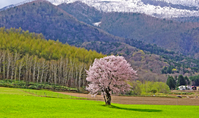 上御料の一本桜