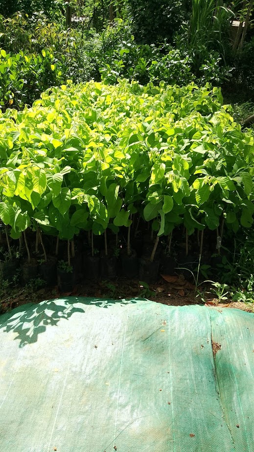bibit srikaya australia jumbo tanaman murah supplier Aceh