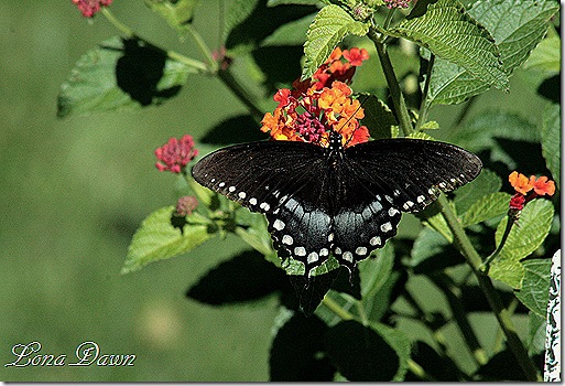 BlackSwallowTail