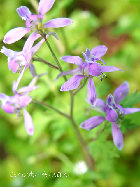 Delphinium anthriscifolium