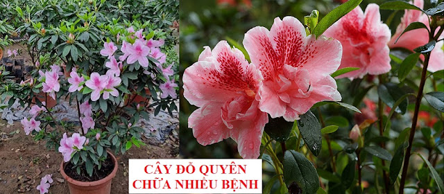 PHÒNG CHỮA BỆNH NHỜ RAU CỦ QUẢ QUANH TA - CÂY ĐỖ QUYÊN CHỮA NẤM TÓC