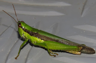 Cornops frenatum