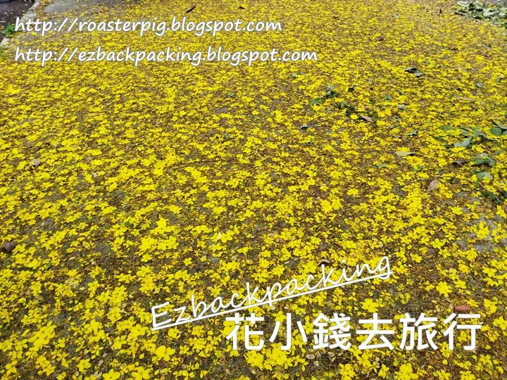 香港黃金雨花吹雪