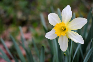 Free color palette chart daffodil flower photo mockup