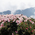 合歡5月高山杜鵑~主峰+細雨東峰