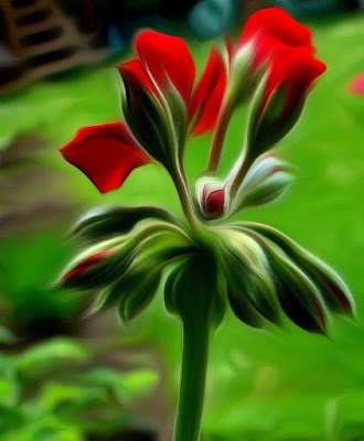 Geranien, geraniums,  Мушкато, kurerehad, pelargonioita, γεράνια, Gerani, pelargonije, geranier, pelargonie, Gerânio, mușcate, Герани, Гераниумс, muškáty