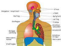 Anatomi Sistem Pernafasan