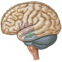 TEST INTELLIGENZA DEL MENSA