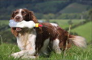 Il vero cane pastore (7 img) (sheepdog )