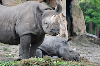 Rhinoceros Conservation Efforts