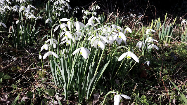 Project 365 2017 day 35 - Lacock snowdrops // 76sunflowers