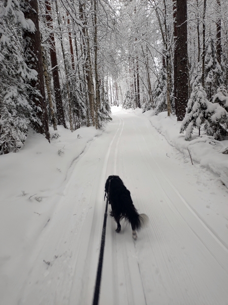 border collie skitur Igletjern