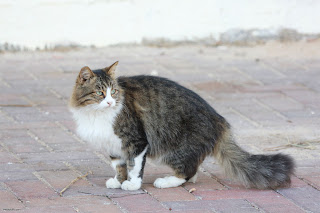 American Wirehair Cat Pictures