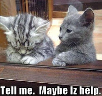 a funny cat photo implying that a cat offers help for another cat