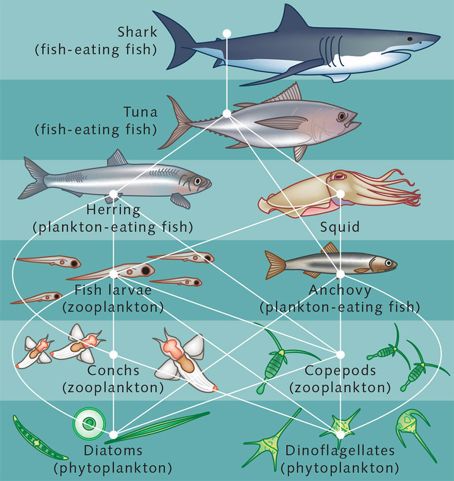 Ocean food chain survival