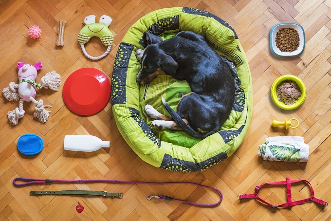¿Cómo elegir la cama ideal para tu perro? 