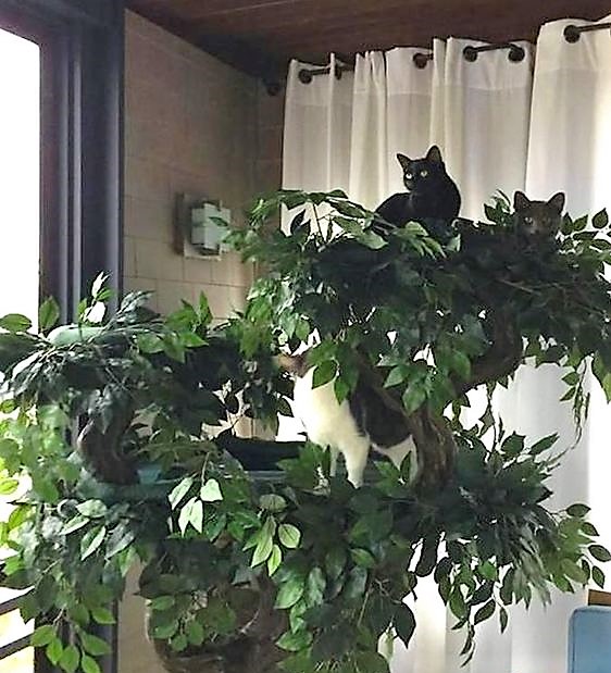 Sturdy Cat Tree