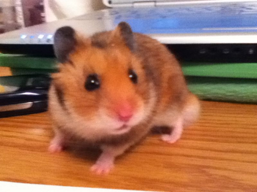 Hình ảnh dễ thương của chuột hamster 