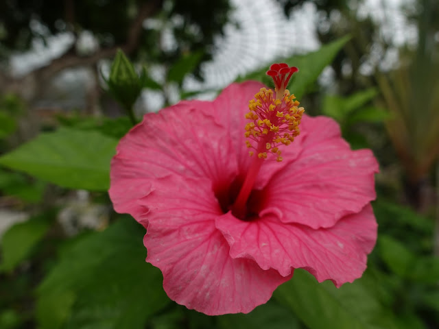 とっとり花回廊のハイビスカス