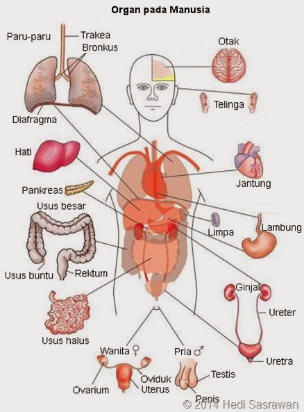 Organ dan  Sistem  Organ Materi  Lengkap SMA XI Hedi Sasrawan