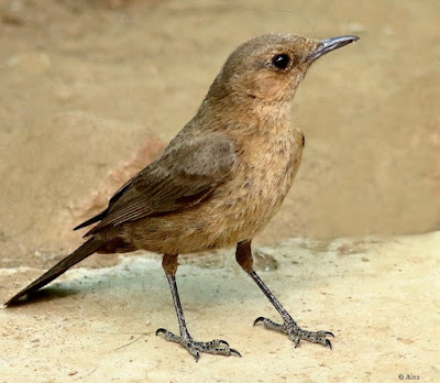 "Brown Rock Chat (Oenanthe fusca) perched on the garden floor. Small, brown bird with a pale throat and distinctive markings on its wings."