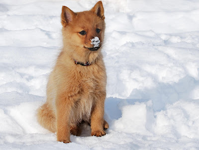 Finnish Spitz Puppy Pictures