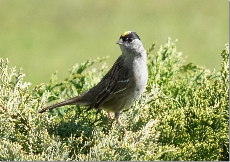 lopez golden crowned sparrow 042017 00003