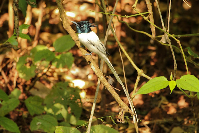 male Indian Paradise-Flycatcher