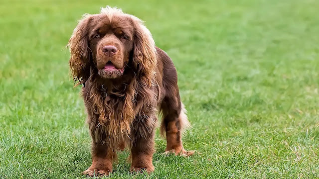 Sussex Spaniel