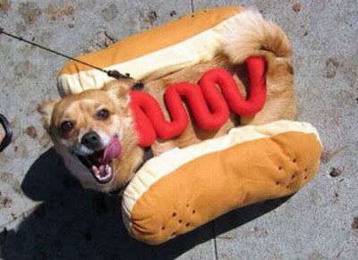 Crazy Halloween Costume for Dog Seen On www.coolpicturegallery.us