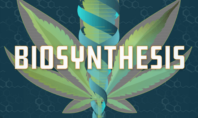 Biosynthesis: The Science That May Unlock the Medical Potential of Cannabis