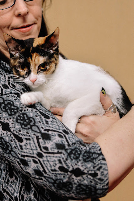 7 Epically Adorable Pictures From The Norwegian Forest Cat Show