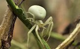 Mariposas, arañas, bichos y escarabajos (insectos)