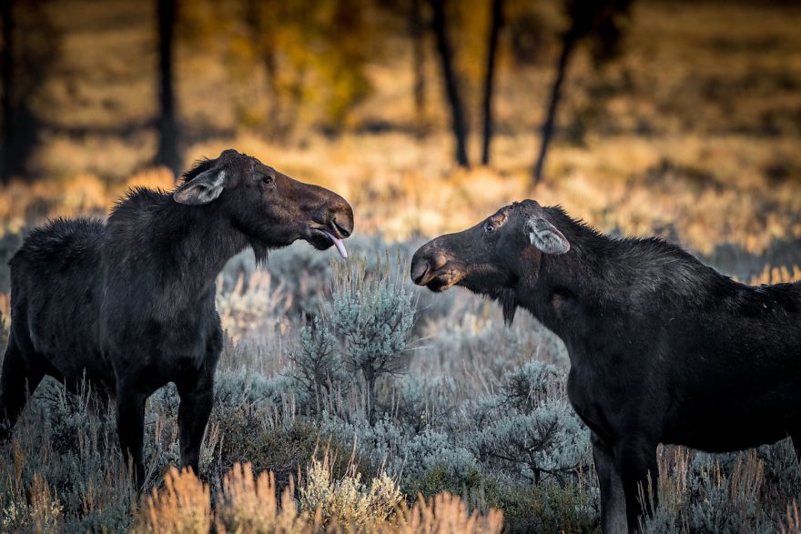 These Are The Finalists Of The Comedy Wildlife Photography Awards