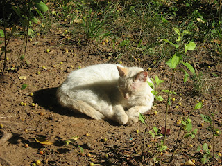 Tired Beaten Old Kitty