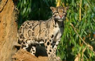 clouded leopard