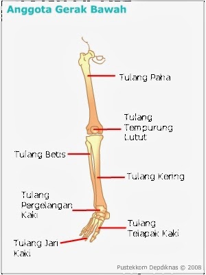 Inspirasi 23+ Kerangka Lengan