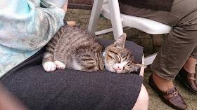 Funny cats - part 90 (40 pics + 10 gifs), cat sleeps in funny position in woman's lap